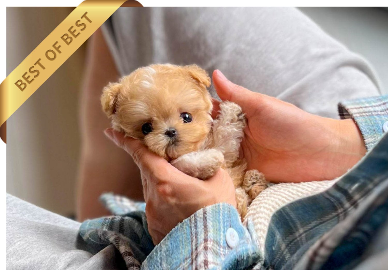 MALTIPOO (RARA)