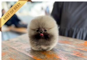 POMERANIAN (JAJANG)