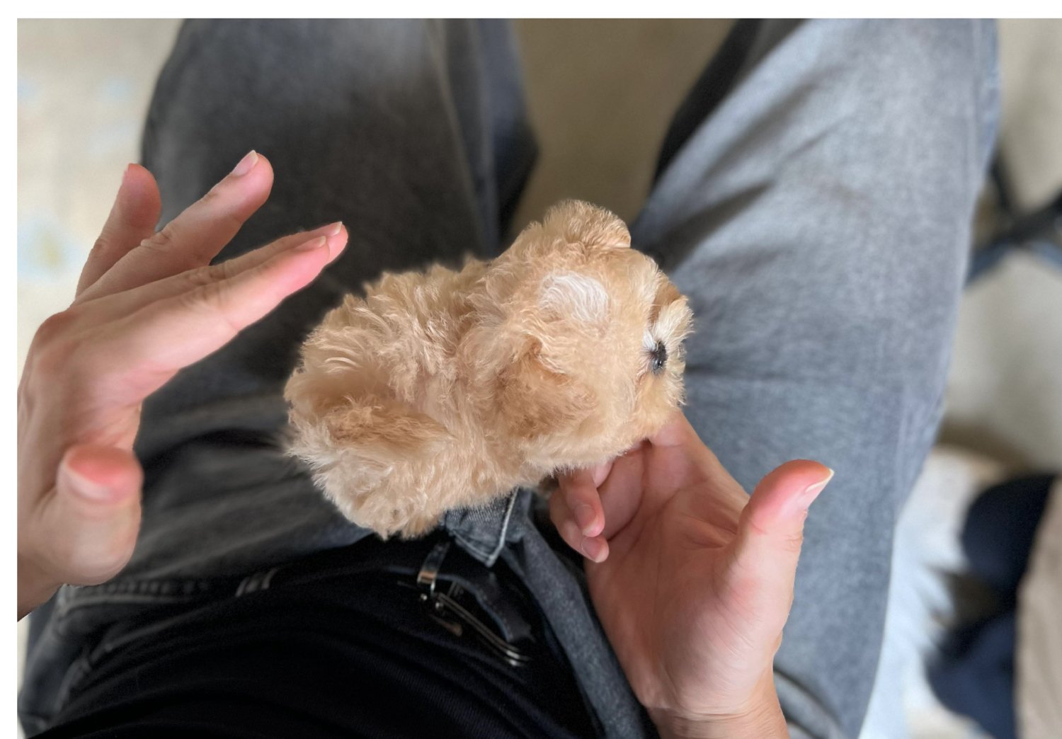 MALTIPOO (RARA) - Image 4