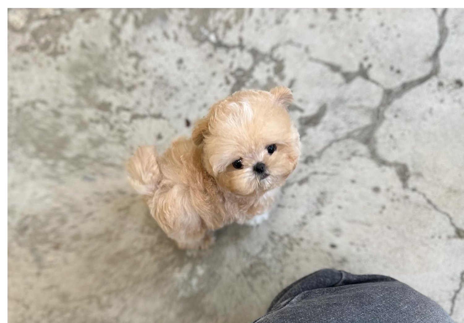 MALTIPOO (RARA) - Image 5