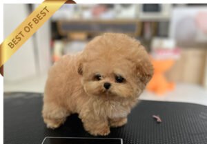 MALTIPOO (RURU)