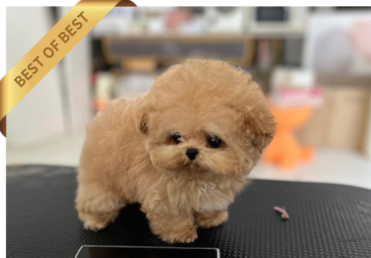 MALTIPOO (RURU)