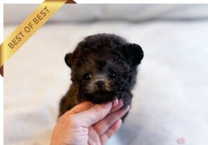 POODLE (BARO) SOLD