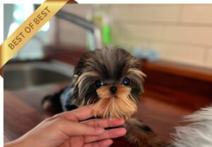 YORKSHIRE TERRIER (RON)