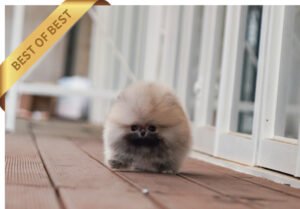 POMERANIAN (JAJANG)