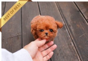POODLE (KUNI)