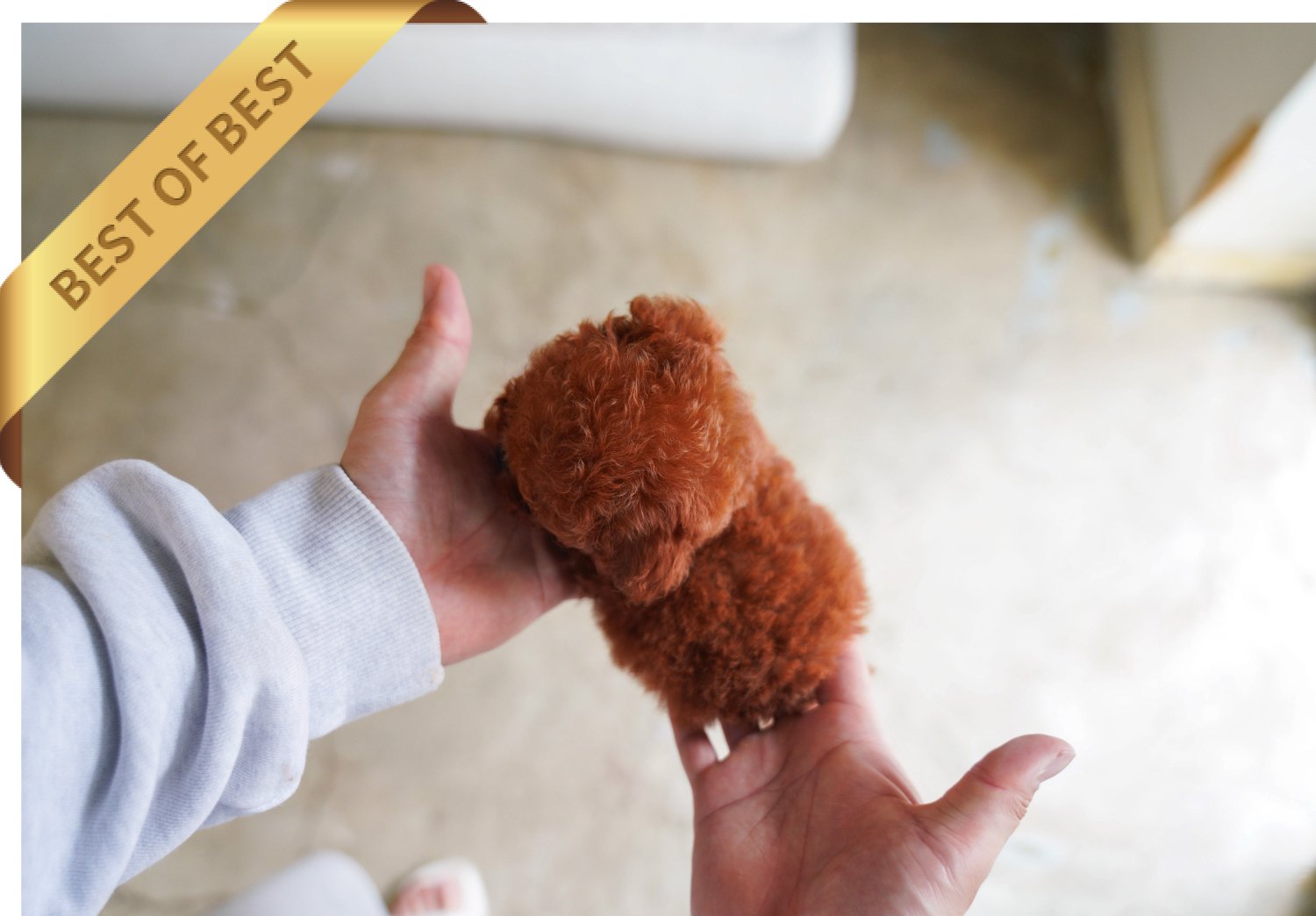 POODLE (MOA) - Image 2