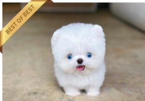 MALTIPOM (WEAK)