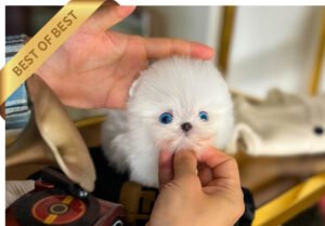 MALTIPOM (WEAK)