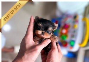 YORKSHIRE TERRIER (JUN)