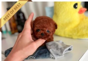 POODLE (KHAN)