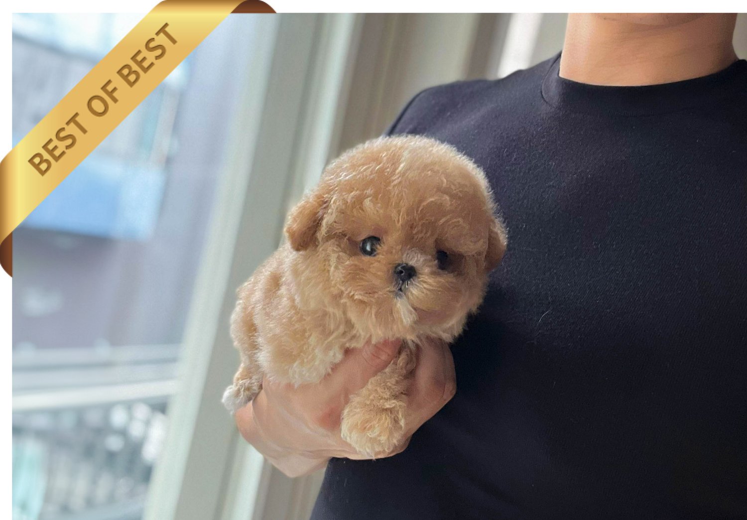 POODLE (RARA) - Image 4