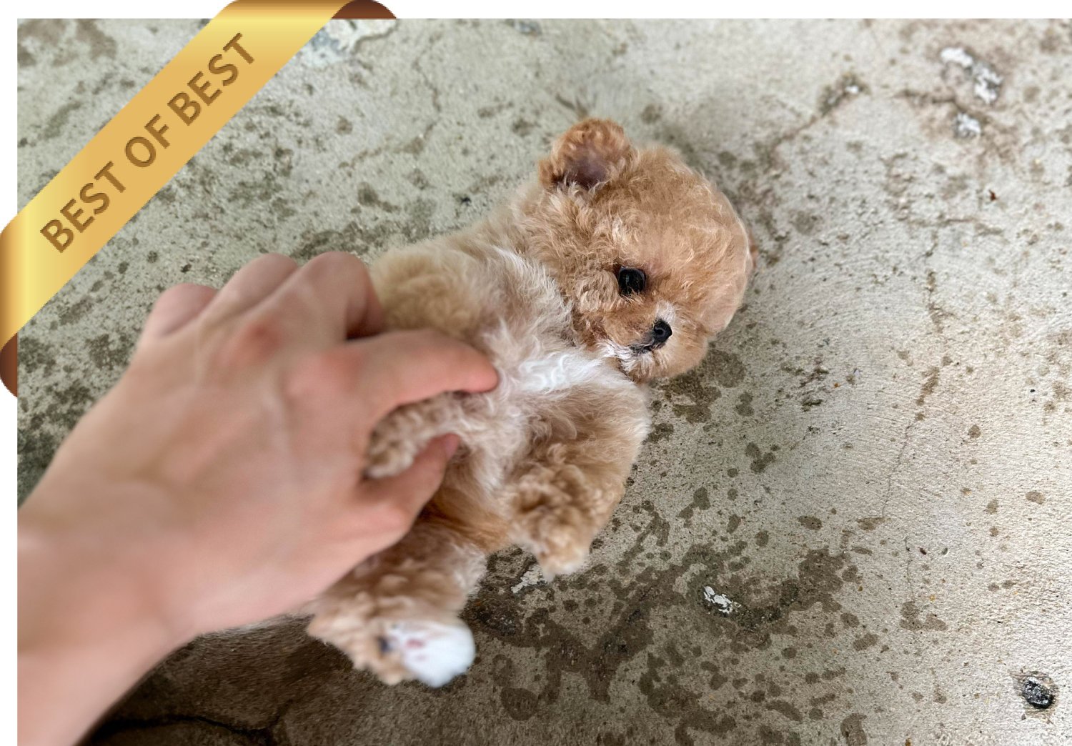 POODLE (RARA) - Image 2