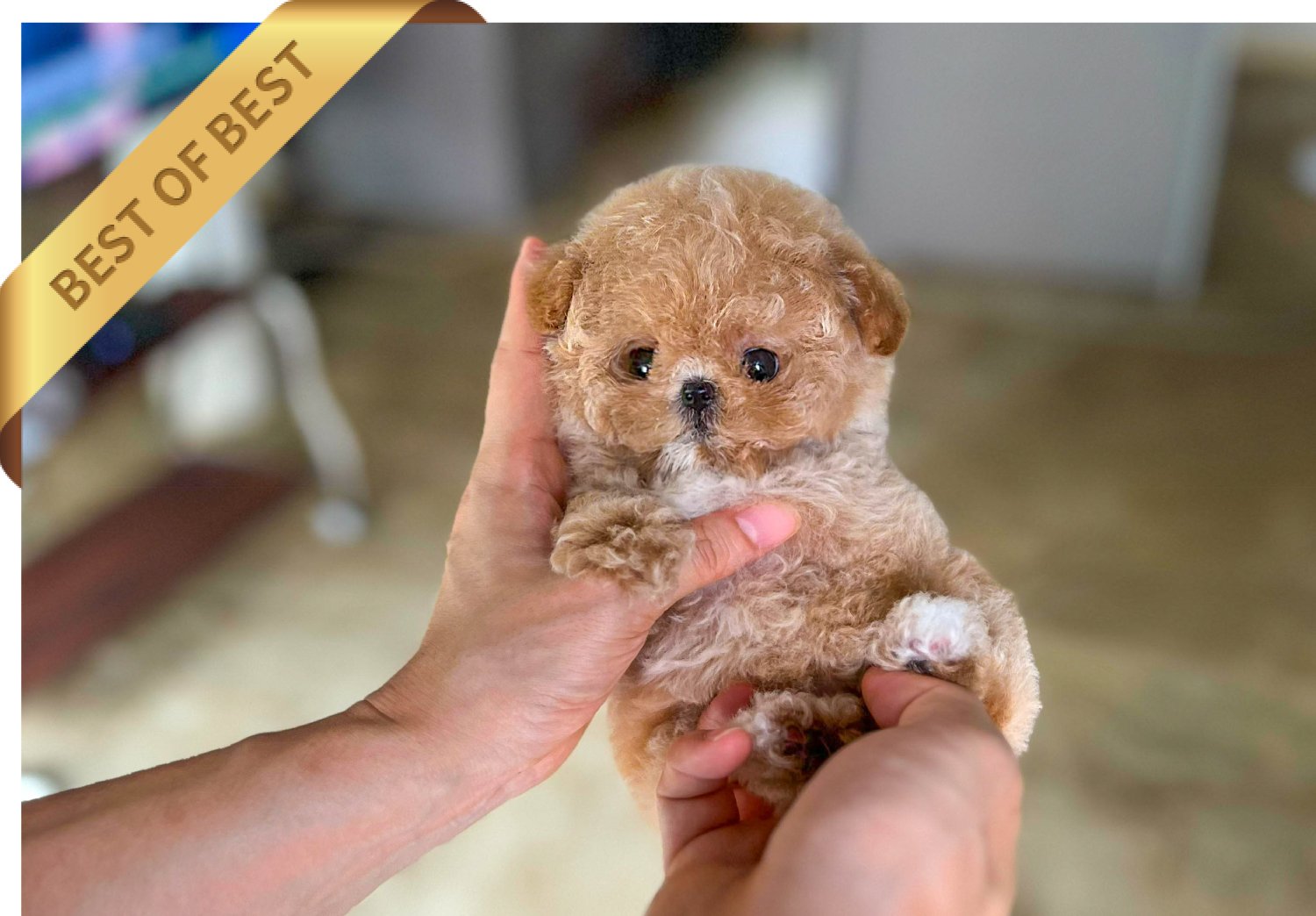 POODLE (RARA) - Image 3