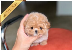 POODLE (RARA)
