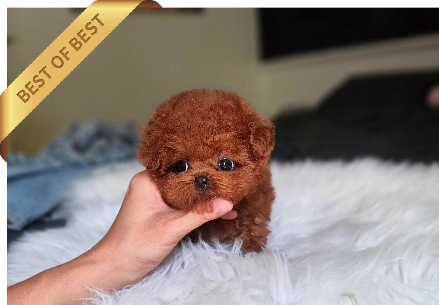 POODLE (JENNIE) - Image 2