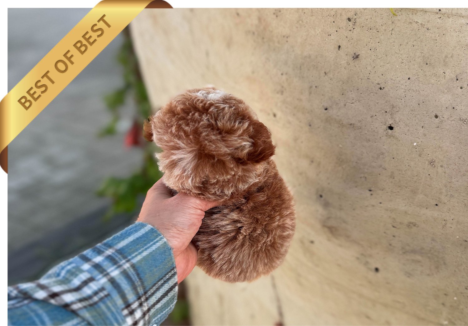 POODLE (JASON) - Image 4