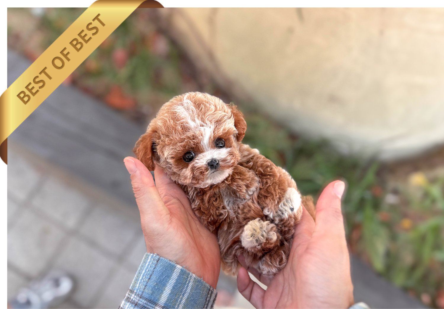 POODLE (JASON) - Image 3