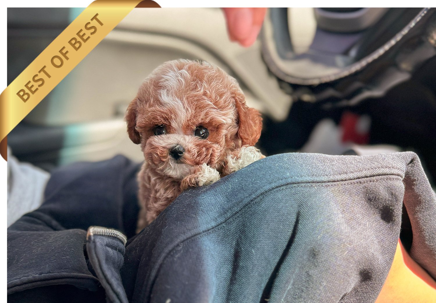 POODLE (JASON) - Image 5