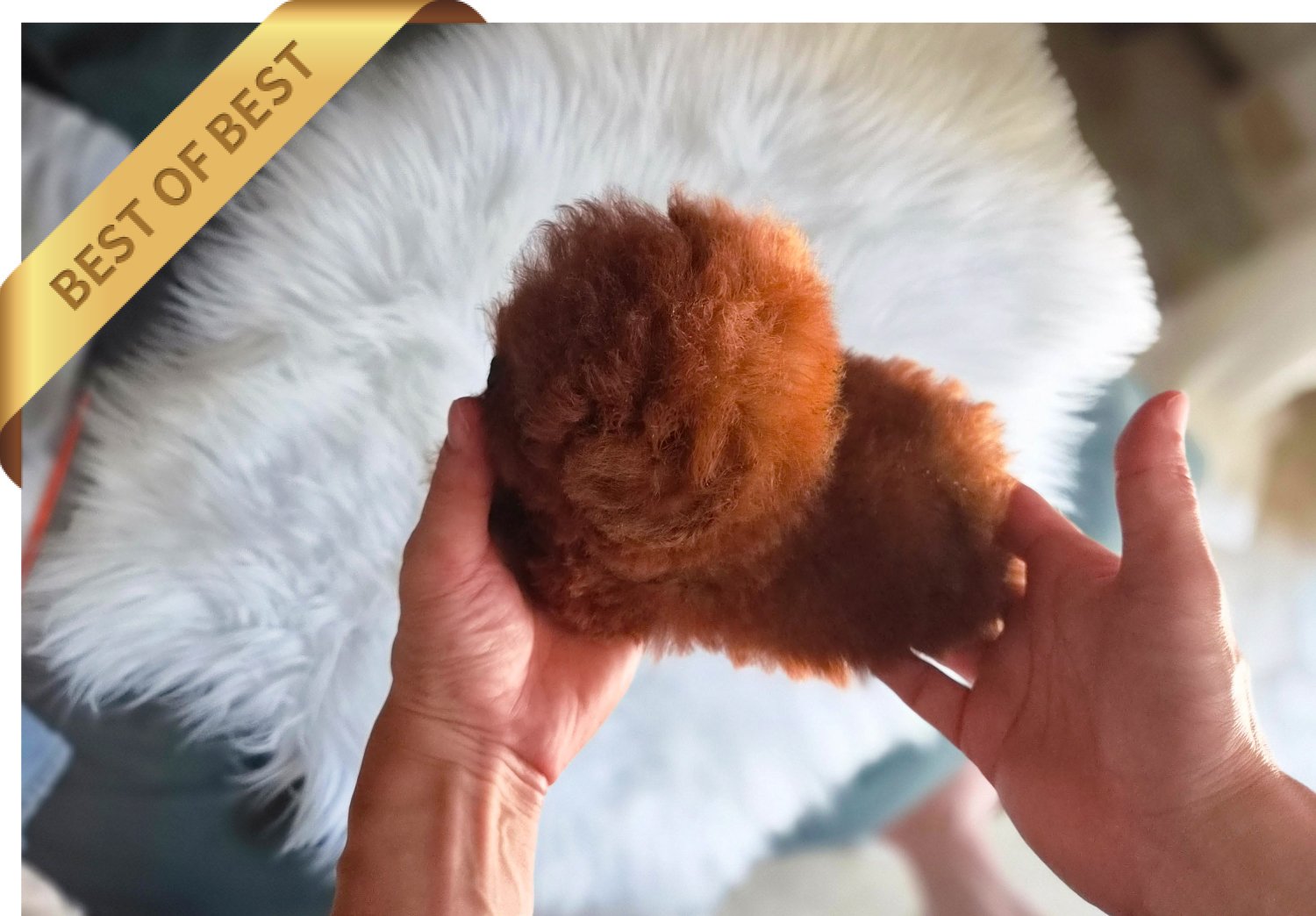 POODLE (JENNIE) - Image 3